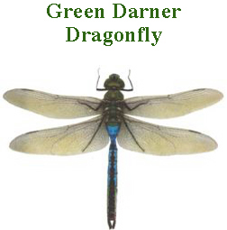 Green Darner Dragonfly